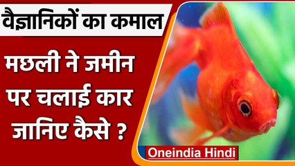 Israel के Scientists का कमाल, मछली को दी कार चलाने की ट्रेनिंग | वनइंडिया हिंदी