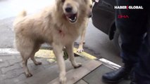 Sokak ortasında dehşet! Köpeğine saldıran sokak köpeğini bıçakladı
