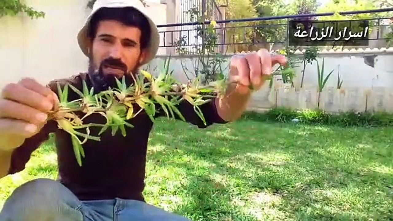 ازرع حديقتك بدون ما تدفع ولا قرش