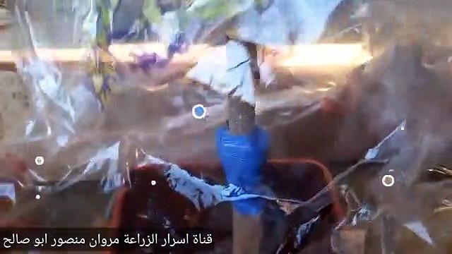 اسرار تطعيم التوت الشامي Mulberry tree grafting