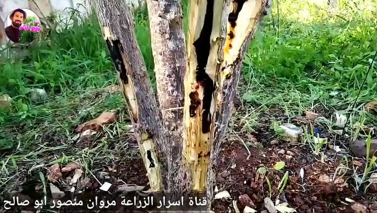استخراج دودة المنشار من شجرة الرمان
