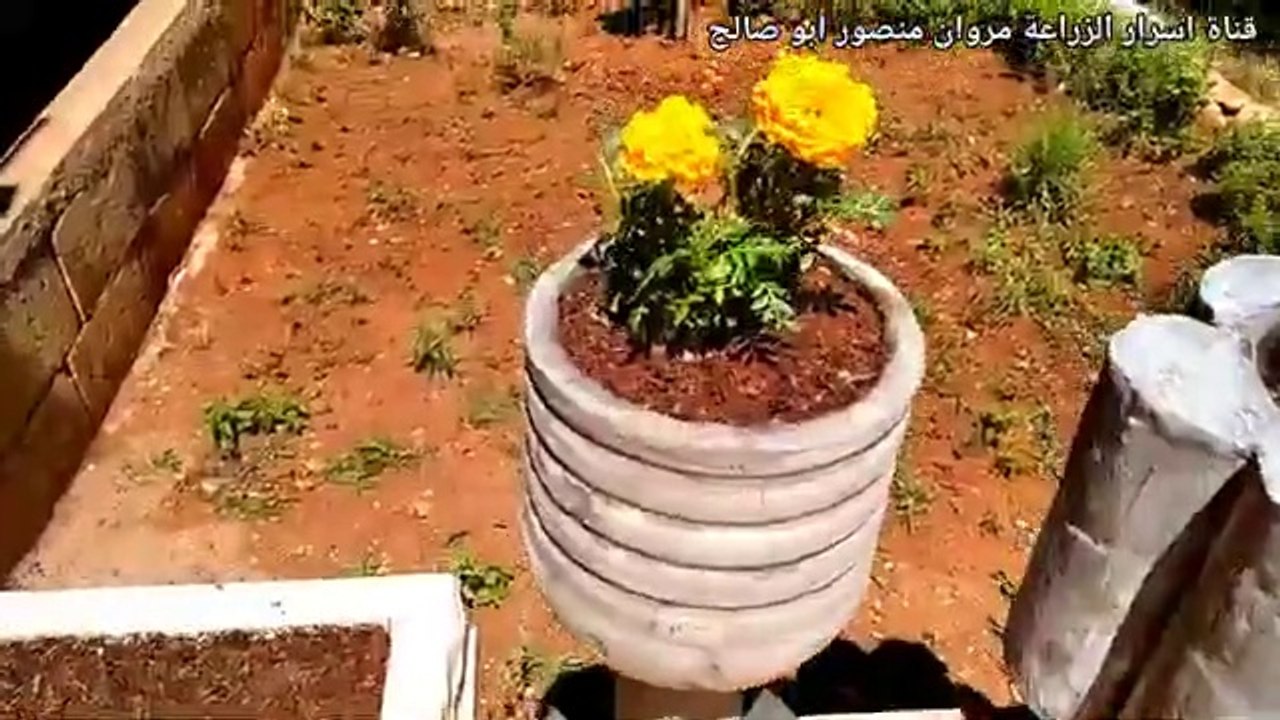 اسرار زهرة القطيفة اليابسة