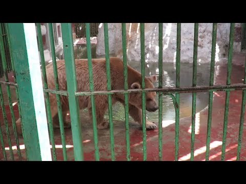 بعد صراع الحب .. نفوق الدب هاني ينهي قصة دنجوان حديقة الجيزة