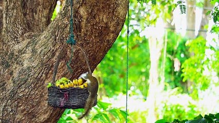 Brown squirrel eating fruits in the basket that hangs on a park tree