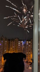 Fireworks Display Fascinates Doggy