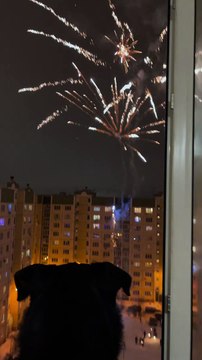 Fireworks Display Fascinates Doggy