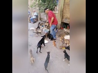 أقام عزاء لكلب.. حكاية عم عاطف  صديق حيوانات الشارع