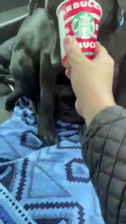 Doggy Polishes off Puppacino in a Hurry