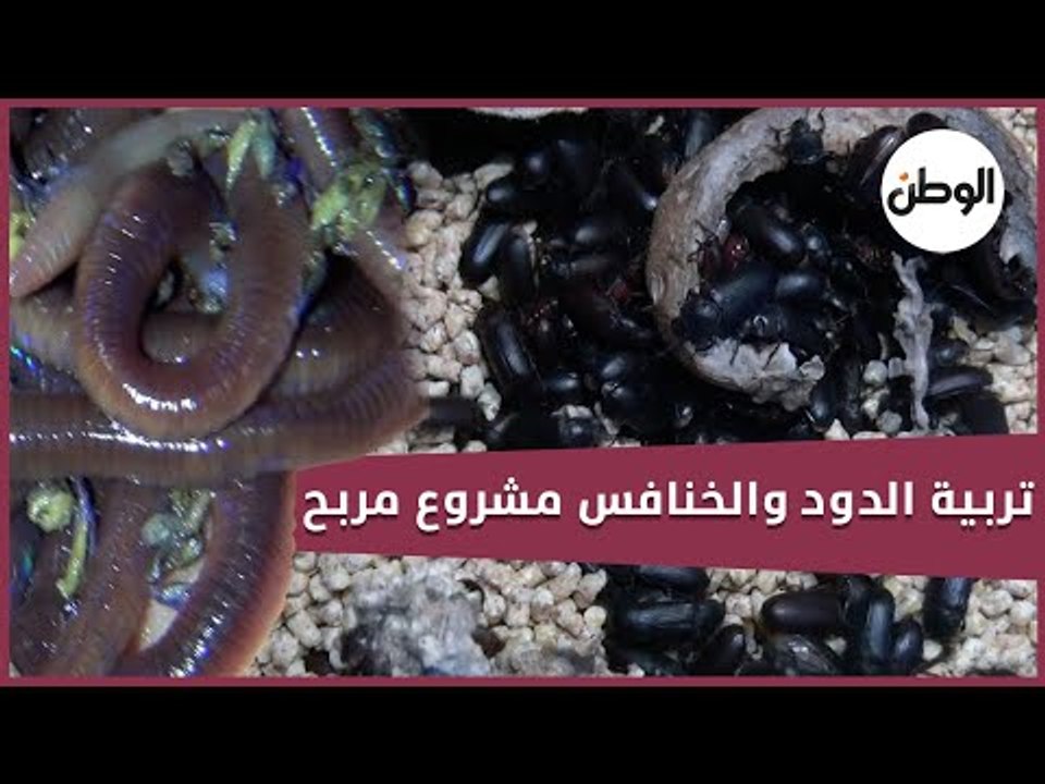 الدود والخنافس مشروع مربح دون رأس مال.. والمكسب مضمون