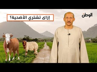 علشان ما يضحكش عليك.. اعرف إزاي تشتري أضحية العيد