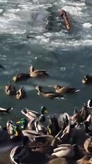 Nature is Amazing and Birds are playing in ICE