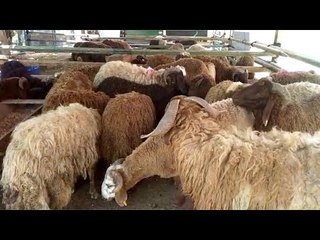 وزارة التموين تطرح خراف حية داخل المجمعات بأسعار مناسبة للمواطنين