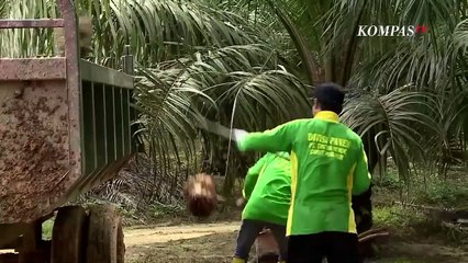 Pemerintah Stop Ekspor Batubara | News Or Hoax