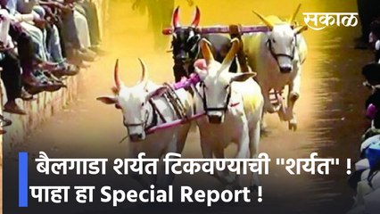 Reportaz | बैलगाडा शर्यत टिकवण्याची ''शर्यत'' !; पाहा हा Special Report !