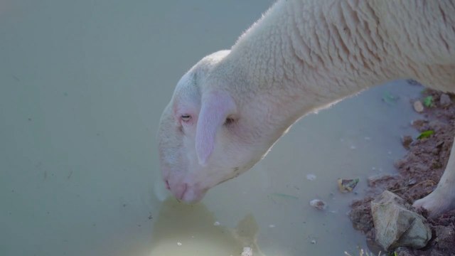 AVARAMPOO tamil movie lovely bgm/Isaignani ILAYARAJA BGM