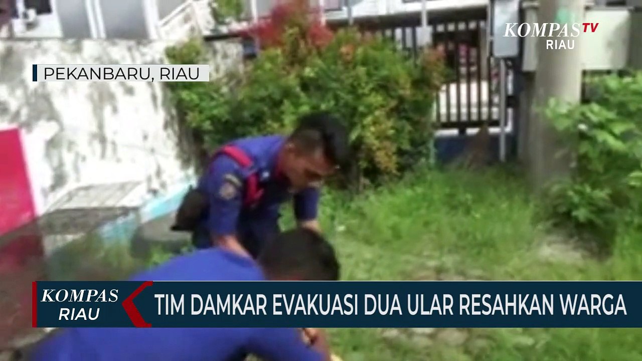 Tim Damkar Evakuasi Dua Ular Resahkan Warga