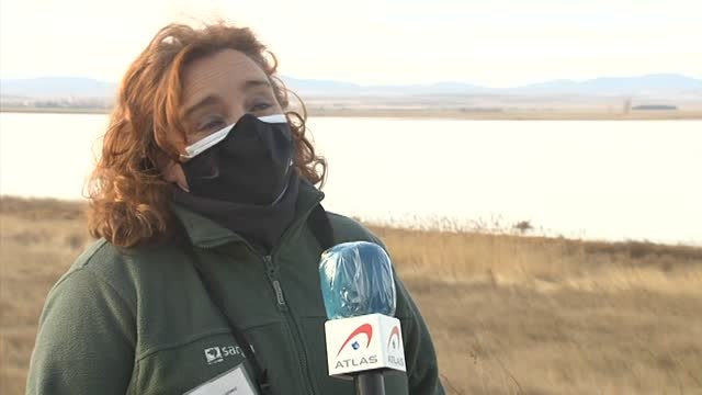 El espectáculo de las grullas de Gallocanta atrae a decenas de amantes de la naturaleza