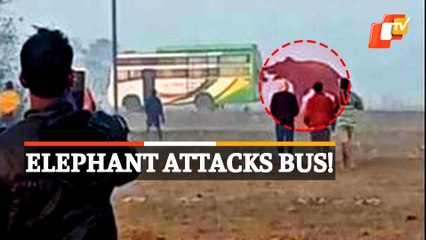 Watch Elephant Charge & Chase Passenger Bus