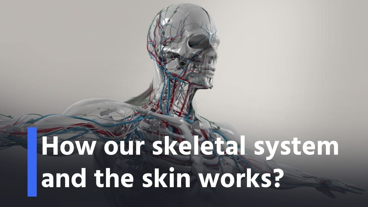 Std 6th General Science - Lesson 8 - How our skeletal system and the skin works?