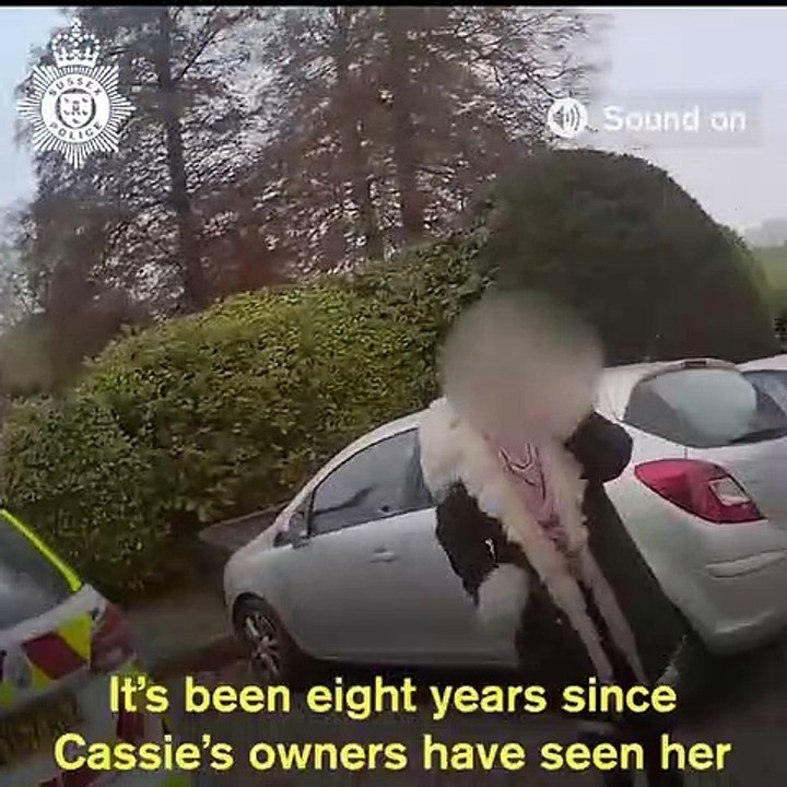 Cadela reencontra-se com a família 8 anos depois de ser roubada