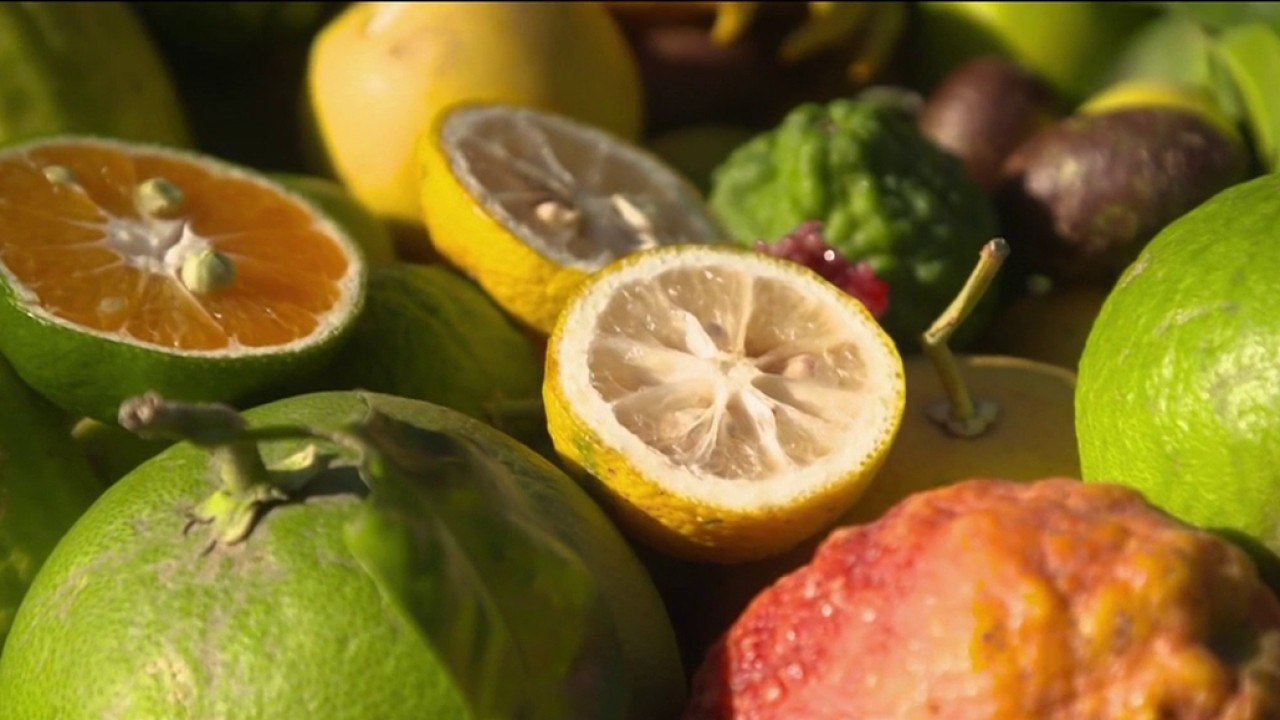 Jardin - Agrumes : un beau zeste pour le jardin !