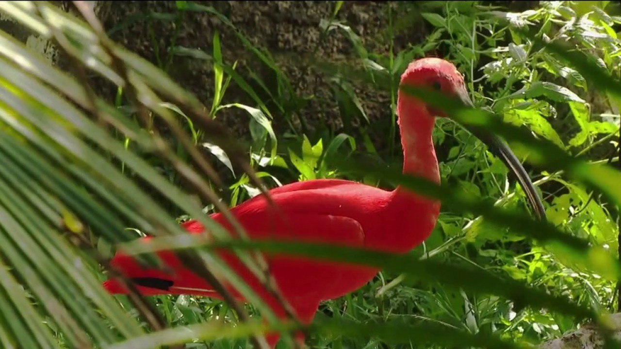 Fenêtre sur les Outre-mer - Guyane : Un zoo exemplaire en Amazonie