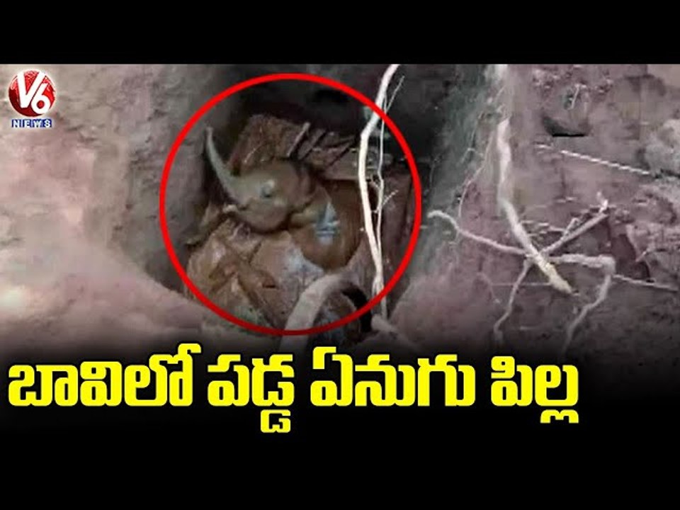 Elephant Calf Fell Into Well In Odisha, Rescued _ V6 News