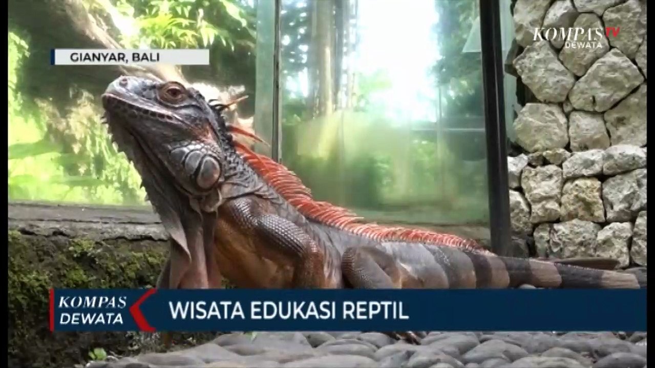 Bali Reptile Park, Wisata Edukasi Reptil