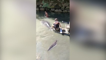 Warga Bantu Hiu Tutul  yang Melahirkan di Dermaga Kembali ke Laut