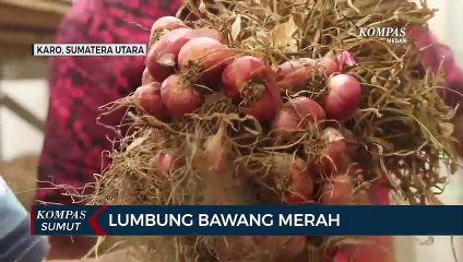 Pemkab Karo Berharap Daerahnya Menjadi Lumbung Bawang Merah
