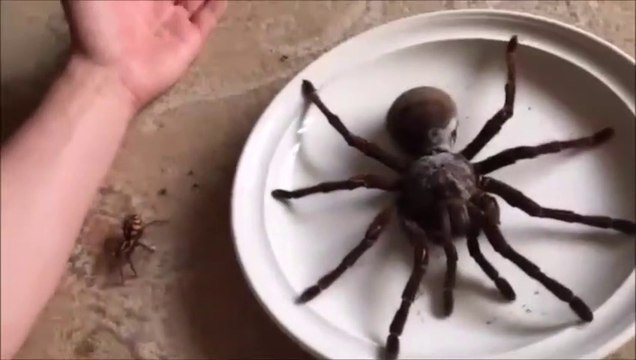 Ils nous montrent son araignée Goliath... Joli monstre