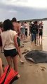 Des pêcheurs capturent une énorme raie mais les touristes sur la plage leur demandent de la remettre à l'eau