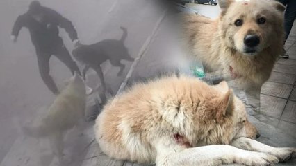 Pitbull'una hırlayan sokak köpeğini bıçakladı