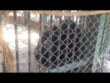 قصة حب البرنس وإنجي أشهر كابلز شمبانزي بحديقة الحيوان.. بدأت من 12 سنة
