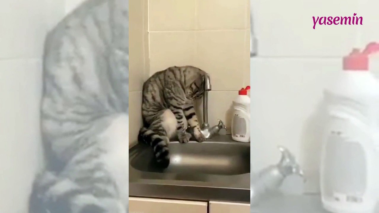 Kedinin efkarlı duruşu izleyenleri güldürdü