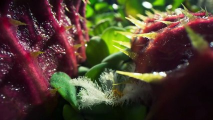 The Green Planet - Official Trailer | New Attenborough Series  BBC Earth