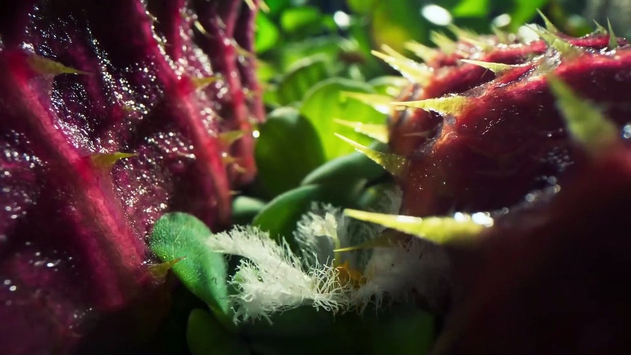 The Green Planet - Official Trailer | New Attenborough Series  BBC Earth