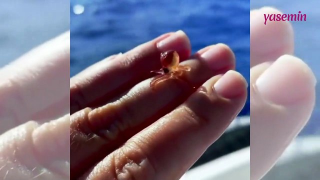 Dünyaya yeni gelmiş bir bebek ahtapot