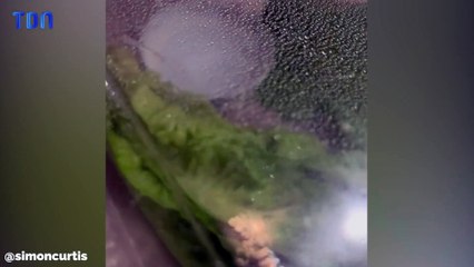 Il découvre une grenouille dans sa salade et l’adopte