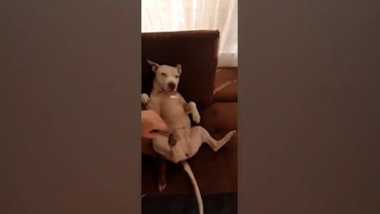Silly Unusual Dog Memes. Funny Pet Videos - Aww Channel