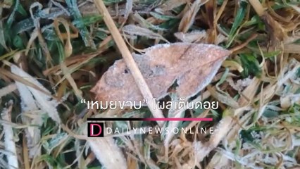 ดอยอินทนนท์หนาวสะท้าน6องศาฯ “เหมยขาบ” โผล่เต็มดอย | HOTSHOTเดลินิวส์ 10/01/65