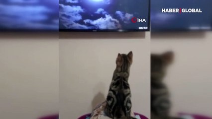 Çorum'da belgesel sevdalısı kedinin kendini fazla kaptırdığı anlar kamerada