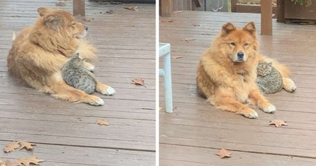 Un couple regarde par la fenêtre et découvre un chaton sauvage blotti contre sa chienne âgée