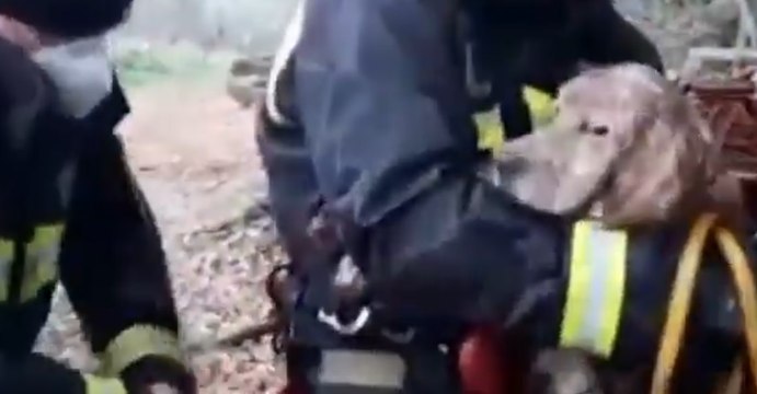 Cerisano (CS) - Salvato cane bloccato in un torrente (10.01.22)