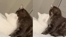 'Cats, supposed to be siblings, caught on camera MAKING OUT! '