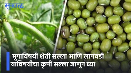 Agro Tips |  मूगाविषयी शेती सल्ला आणि लागवडी याविषयीचा कृषी सल्ला जाणून घ्या