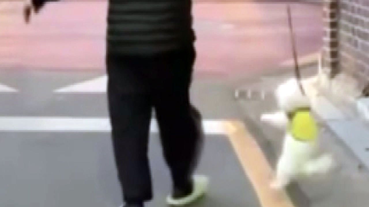 "혼 좀 내고 있는데 무슨 학대?"...'연신내 학대' 영상 견주 경찰 고발 / YTN
