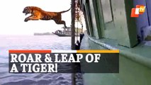 Watch | Royal Bengal Tiger’s Scary Roar & Leap During Release Into Sunderbans