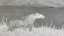 IĞDIR'DA YİNE LEOPAR GÖRÜNTÜLENDİ