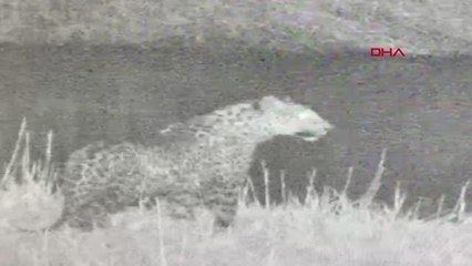 IĞDIR'DA YİNE LEOPAR GÖRÜNTÜLENDİ